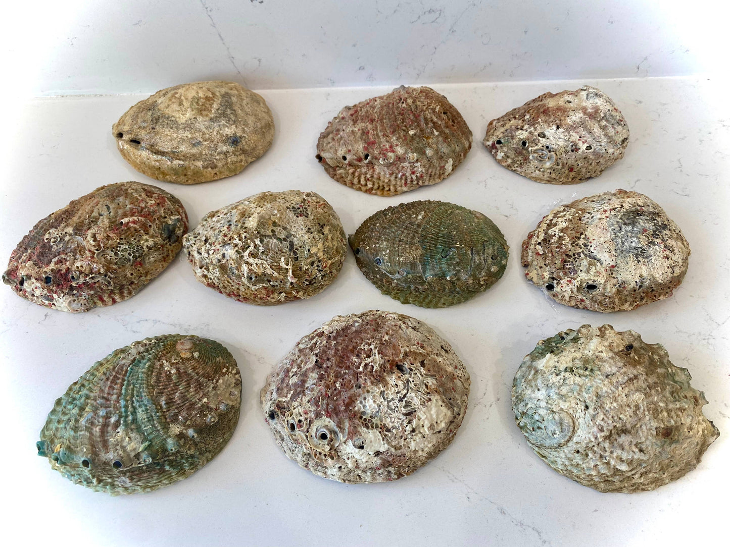 Abalone Shell - Medium