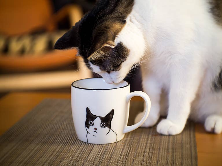 Blk/Wht Peering Cat Mug-3"H(10oz)-1060
