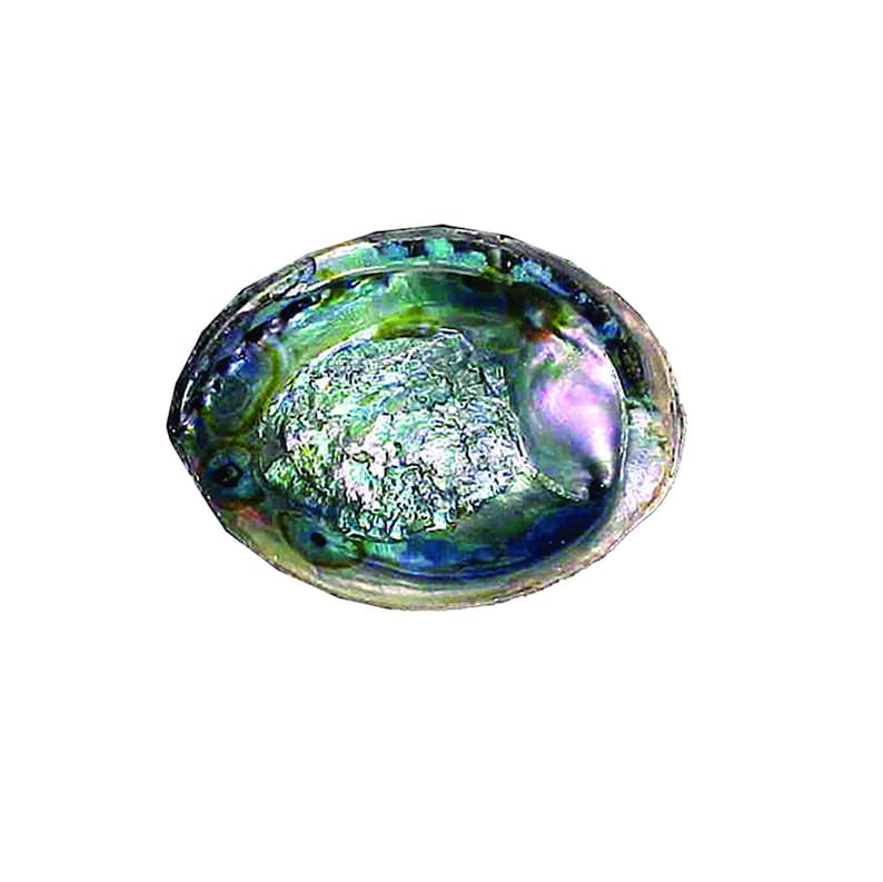 Green Abalone Shell for Smudging (5"-6")