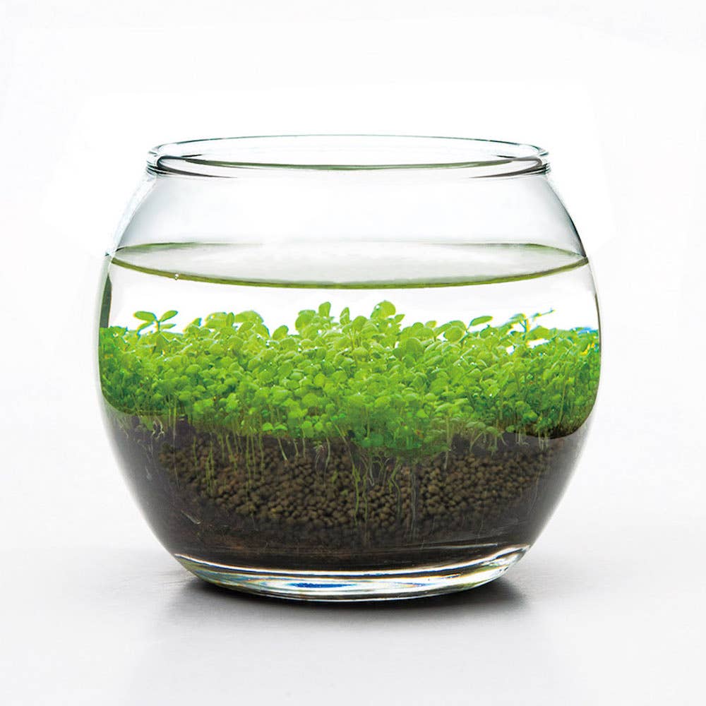Water Garden