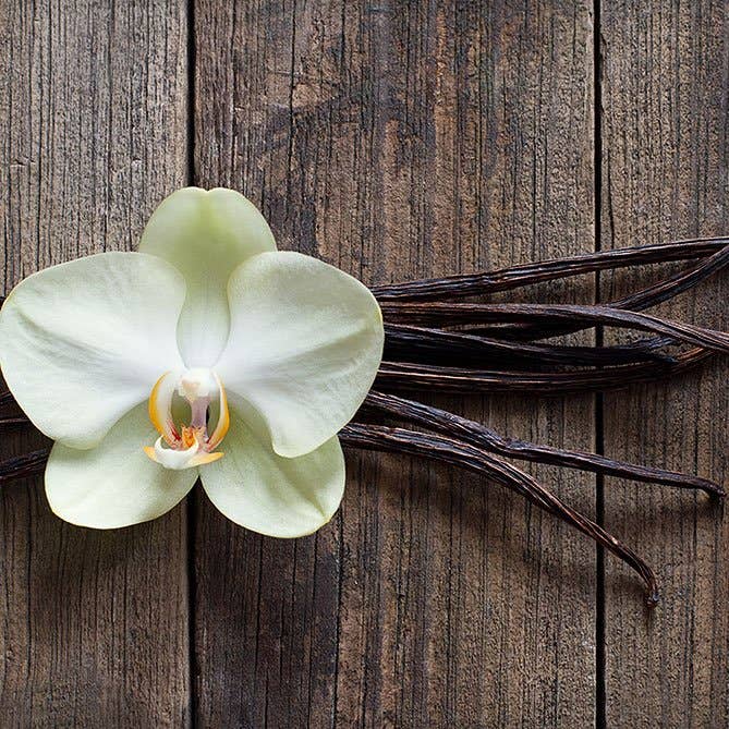 Vanilla Oil: .5 fl oz - Sun's Eye