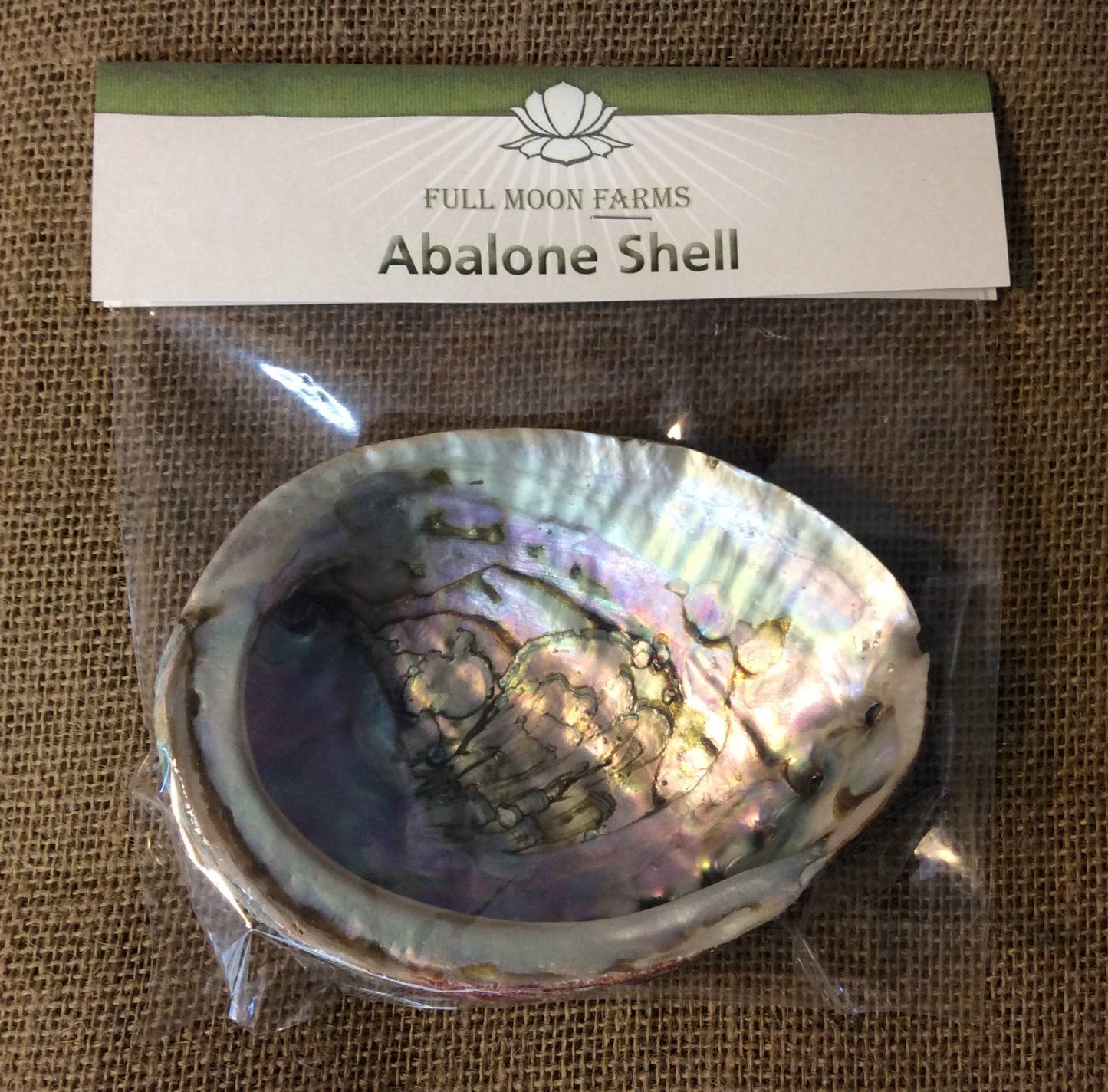 Abalone Shell - Large in Package