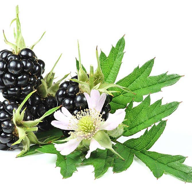 Blackberry Blossom Oil: .5 fl oz - Sun's Eye