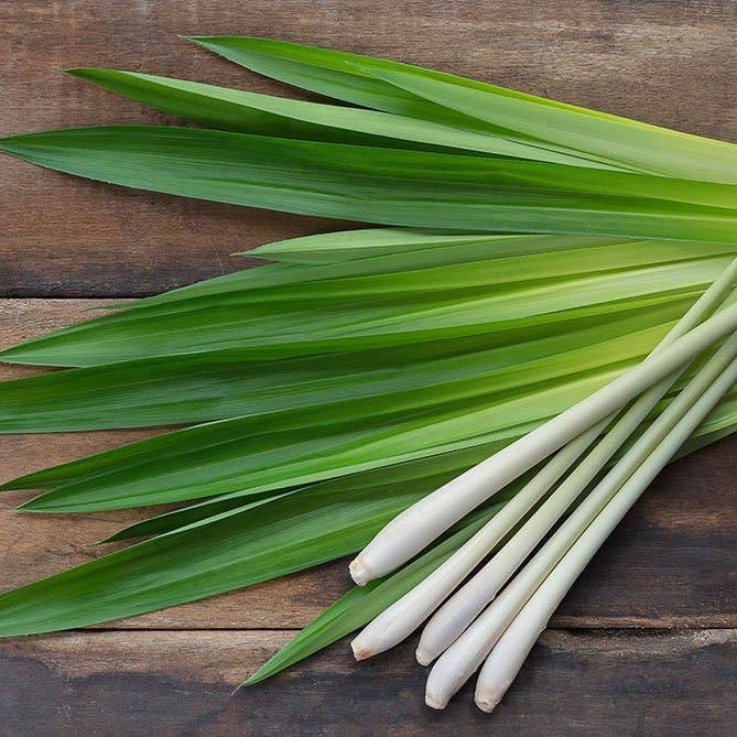 Lemongrass Essential Oil: .5 fl oz - Sun's Eye