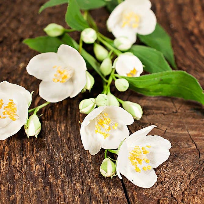 Jasmine Oil: .5 fl oz - Sun's Eye
