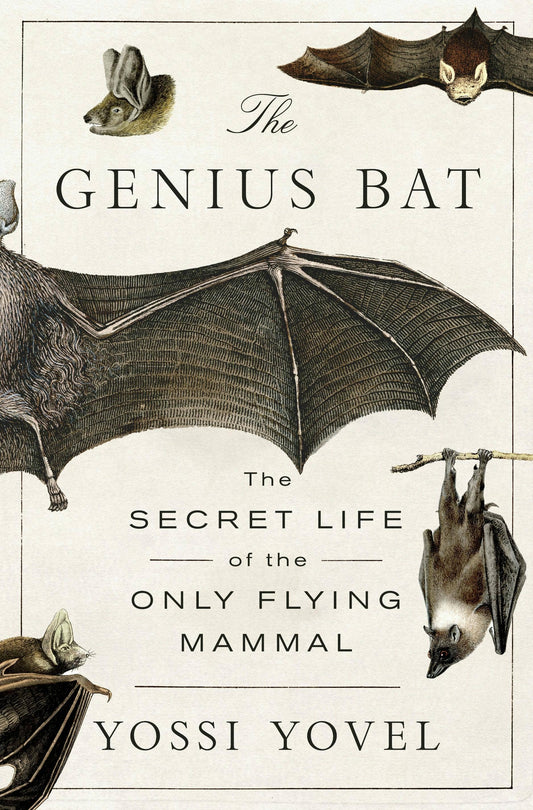 Genius Bat The Secret Life Of The Only Flying Mammal