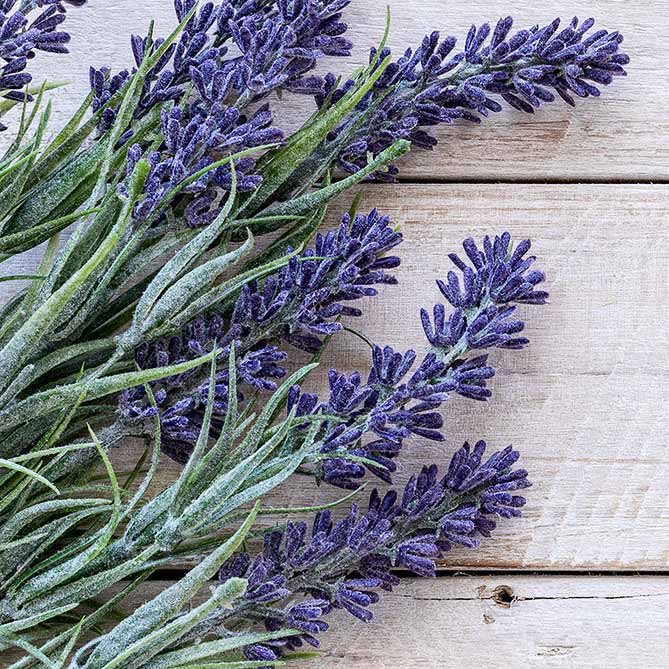 Lavender Oil: .5 fl oz - Sun's Eye