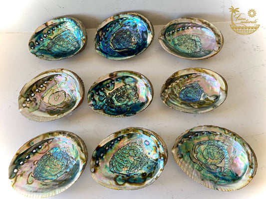 Abalone Shell - Large