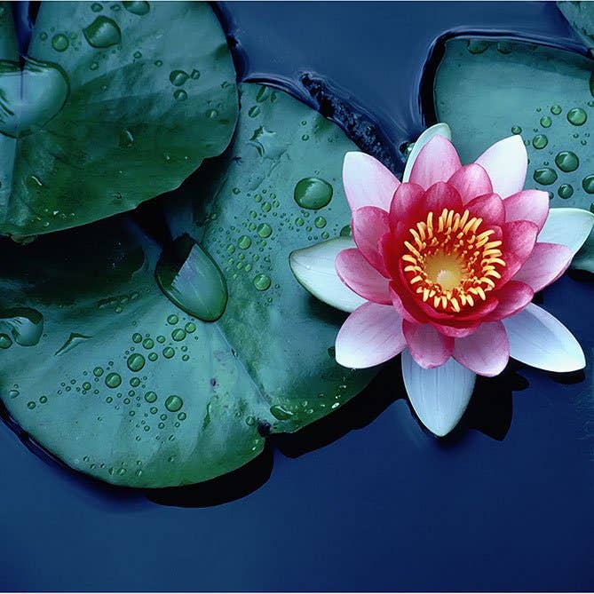 Lotus Fragrance Oil: .5 fl oz - Sun's Eye