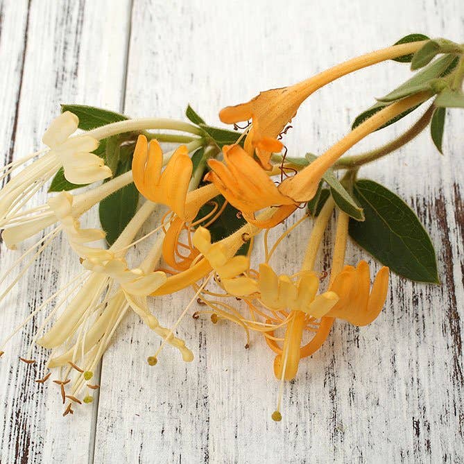 Honeysuckle Oil: .5 fl oz - Sun's Eye