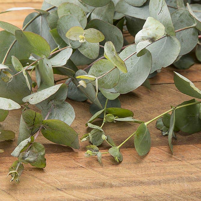 Eucalyptus Essential Oil: .5 fl oz - Sun's Eye
