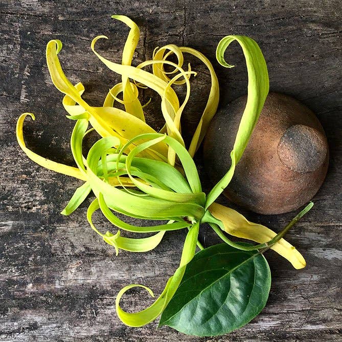 Ylang-Ylang Oil: .5 fl oz - Sun's Eye