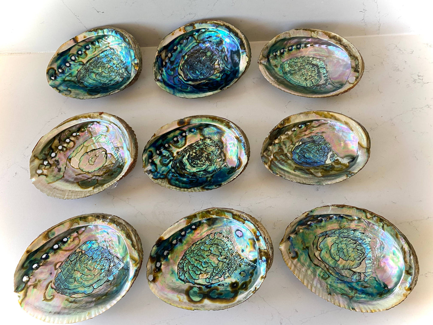 Abalone Shell - Medium
