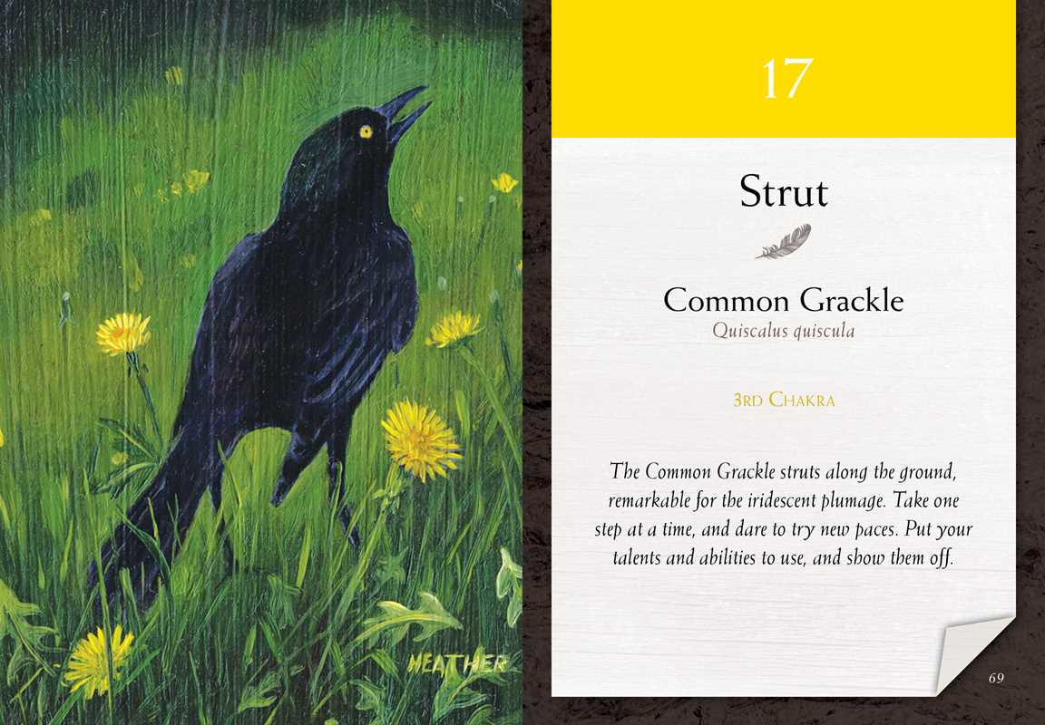 Bird Vibes Meditation Cards by Catherine C. Bastedo: Flashcards; 152 pages / English