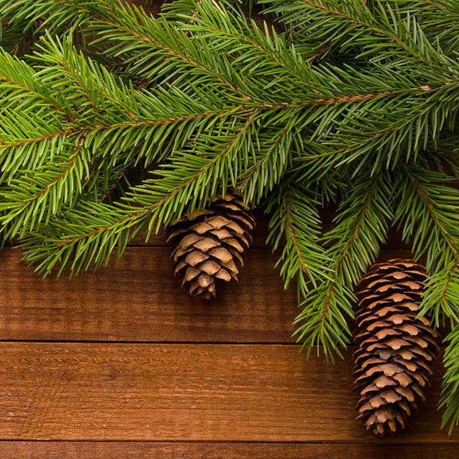 Pine Oil: .5 fl oz - Sun's Eye