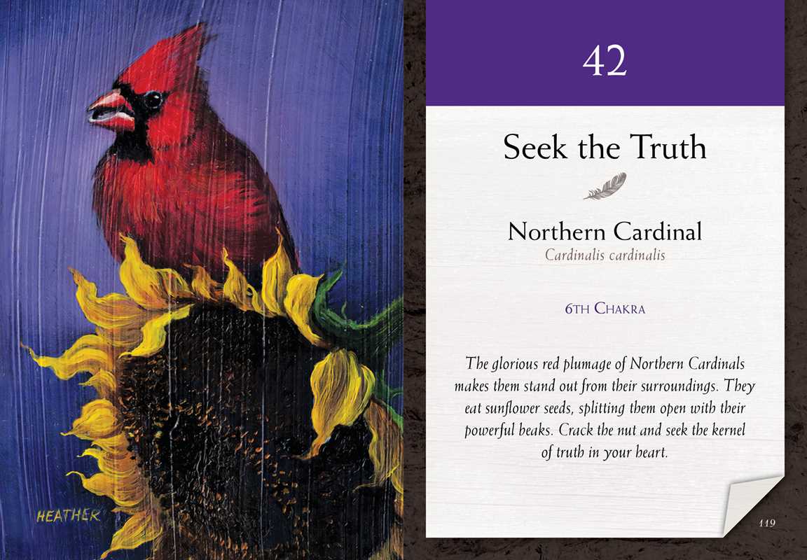 Bird Vibes Meditation Cards by Catherine C. Bastedo: Flashcards; 152 pages / English
