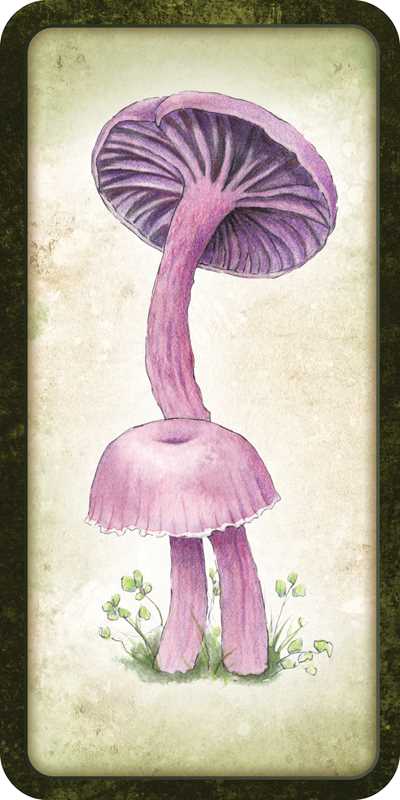 Mushroom Affirmations Mini Deck by Nicola McIntosh