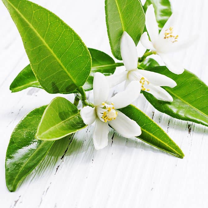Neroli Oil: .5 fl oz - Sun's Eye