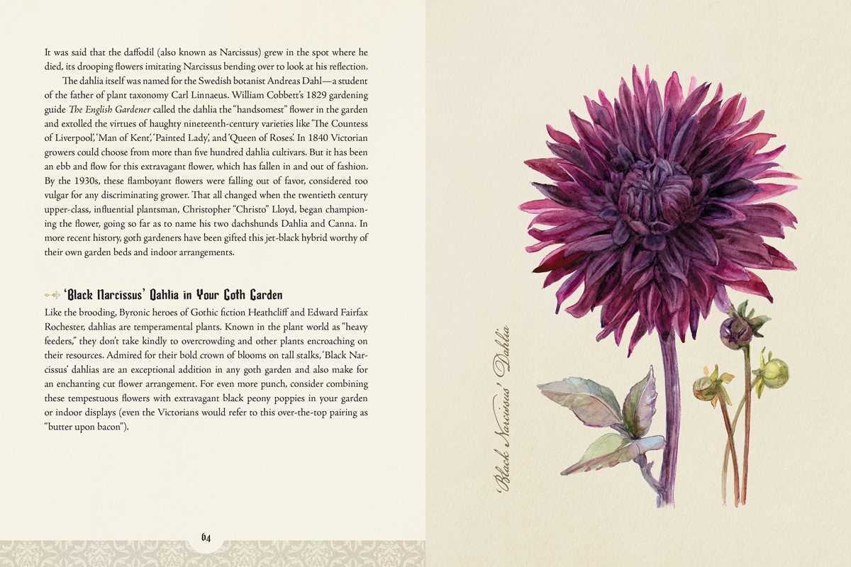 Goth Garden by Felicia Feaster: Hardcover