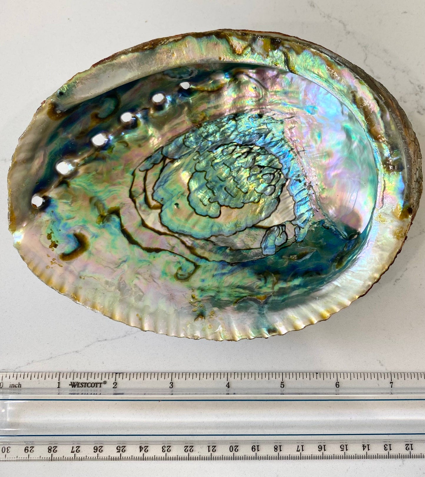 Abalone Shell - Large