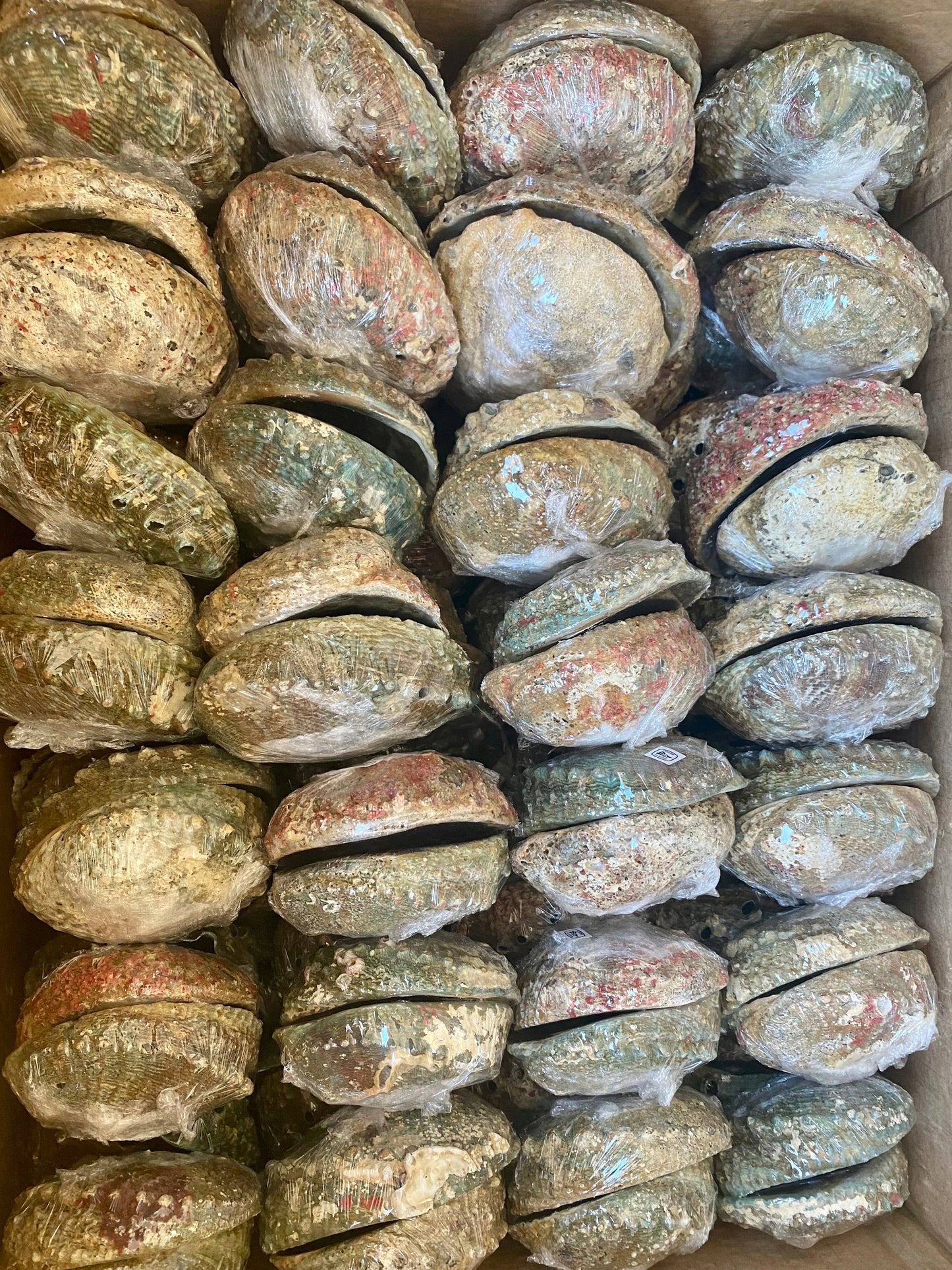 Abalone Shell - Medium