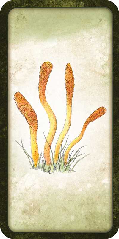 Mushroom Affirmations Mini Deck by Nicola McIntosh