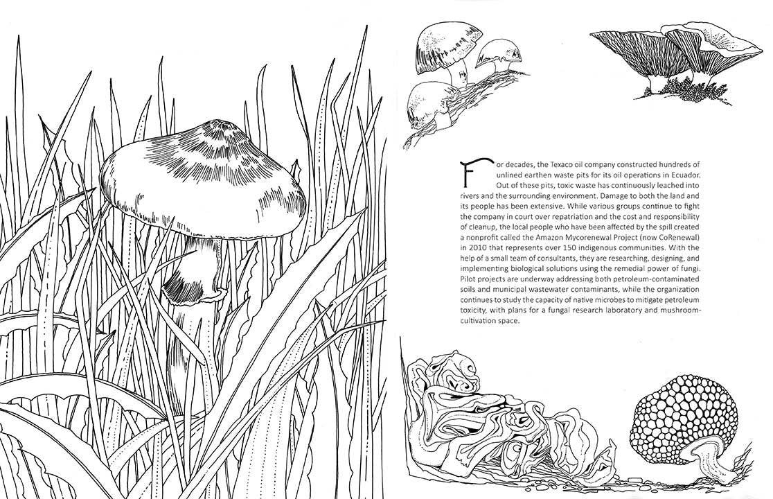 Fantastic Fungi: The Coloring Book