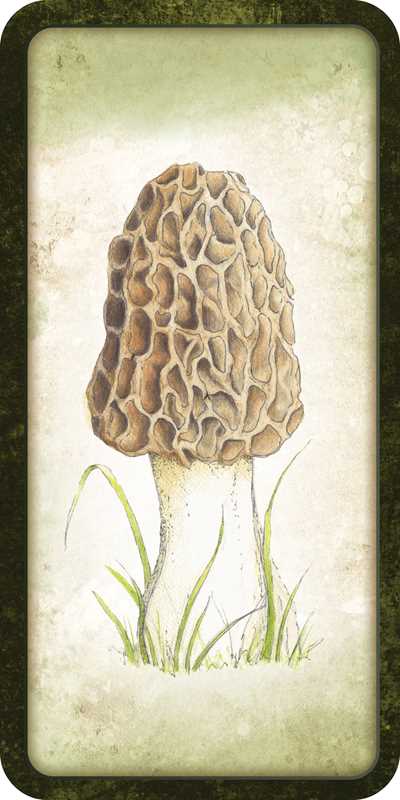 Mushroom Affirmations Mini Deck by Nicola McIntosh