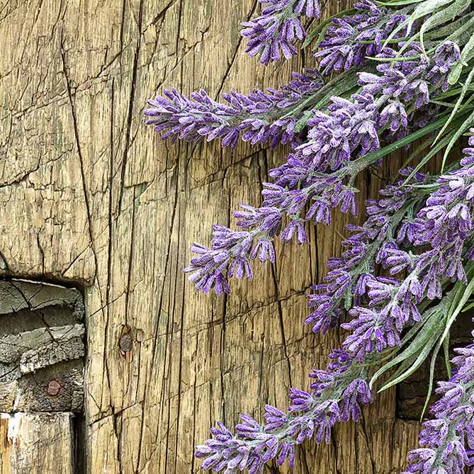 French Lavender Essential Oil: .5 fl oz - Sun's Eye