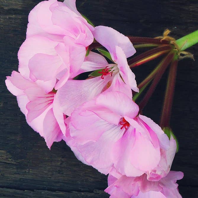 Rose Geranium Oil: .5 fl oz - Sun's Eye