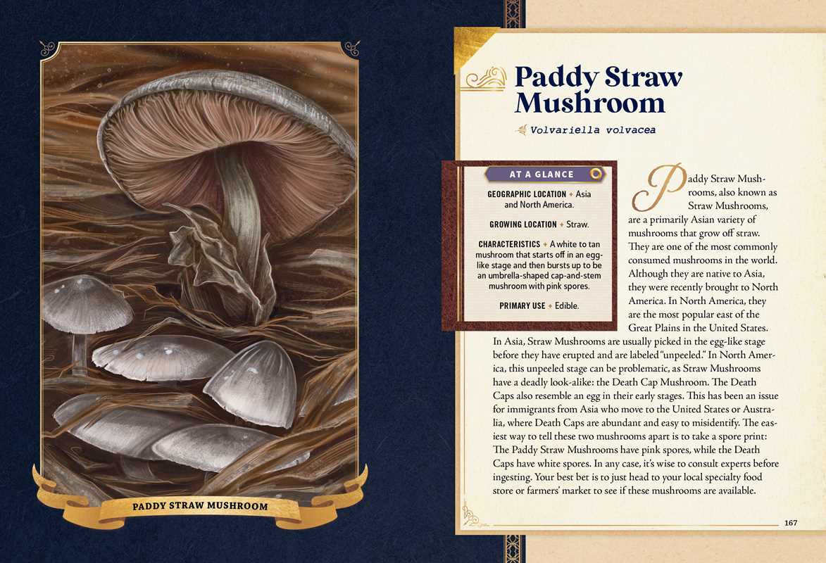 Little Book of Mushrooms by Alex Dorr: Hardcover