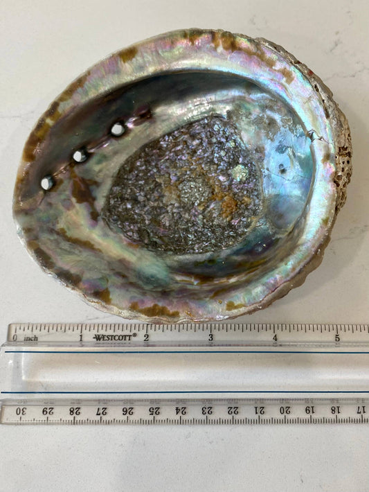 Abalone Shell - Medium